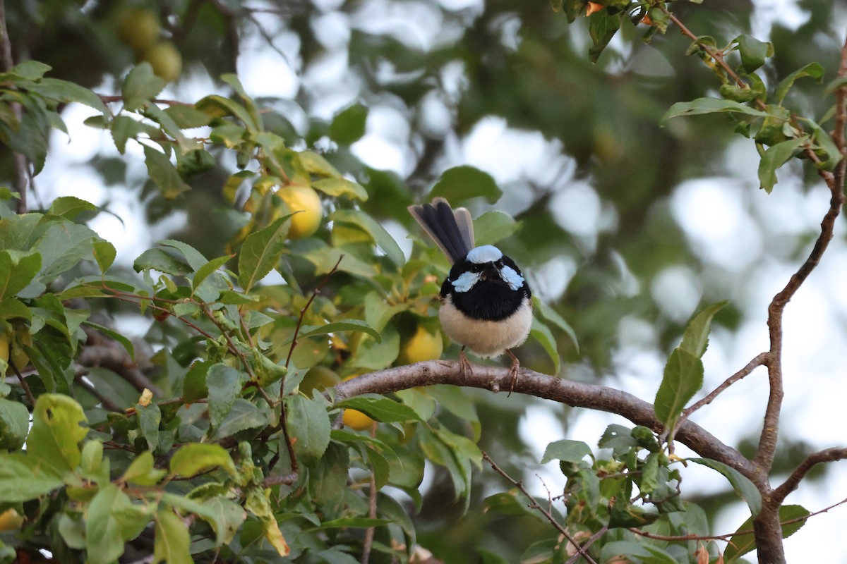 Superb Fairywren - ML647216646