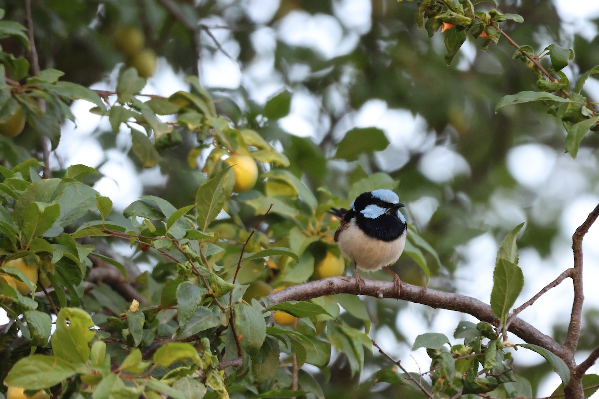 Superb Fairywren - ML647216647