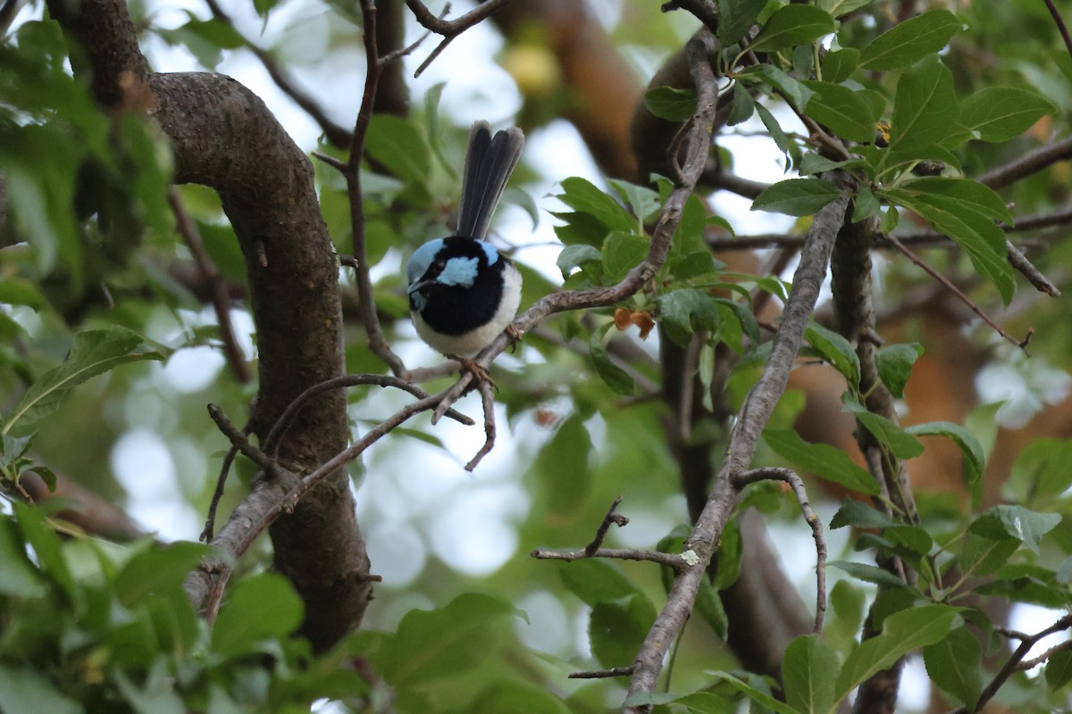 Superb Fairywren - ML647216648
