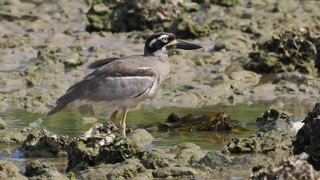 Alcaraván Piquigrueso Australiano - ML647216649