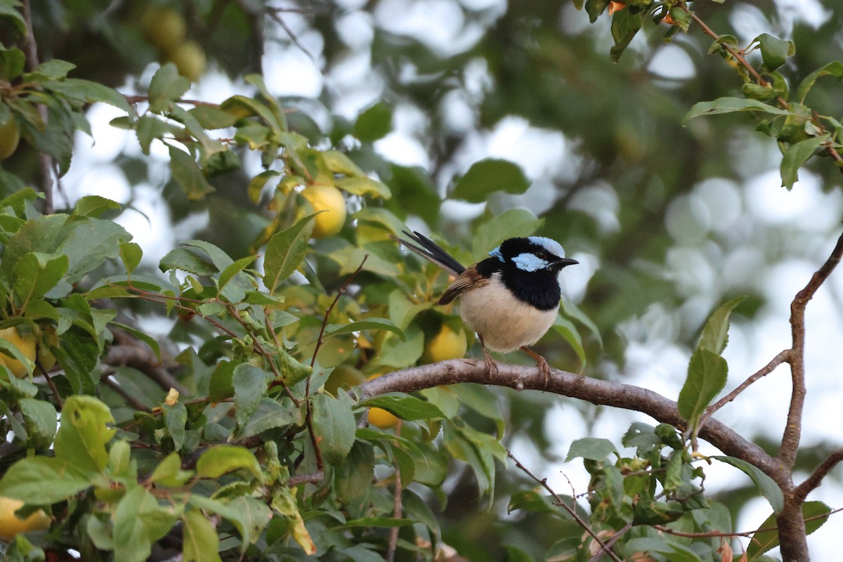 Superb Fairywren - ML647216655