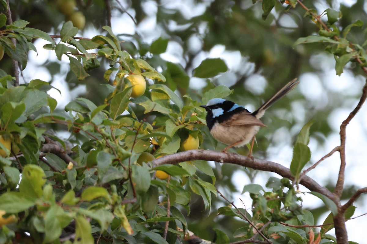 Superb Fairywren - ML647216656