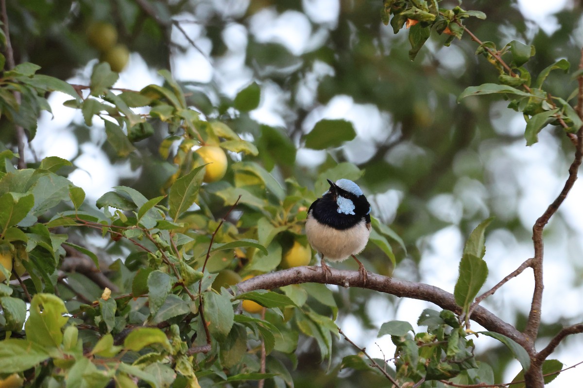 Superb Fairywren - ML647216657
