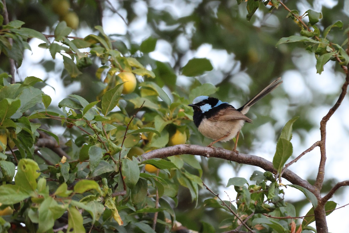 Superb Fairywren - ML647216658