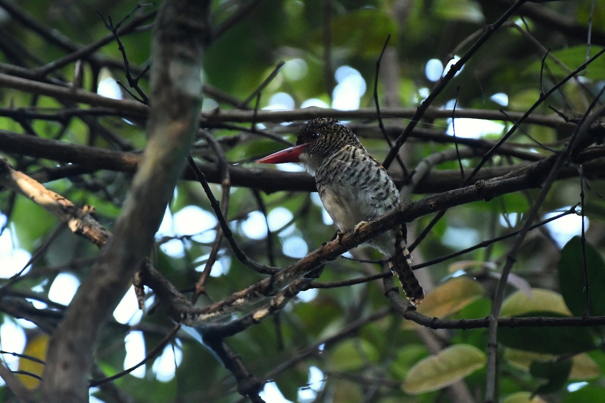 Banded Kingfisher - ML647216660