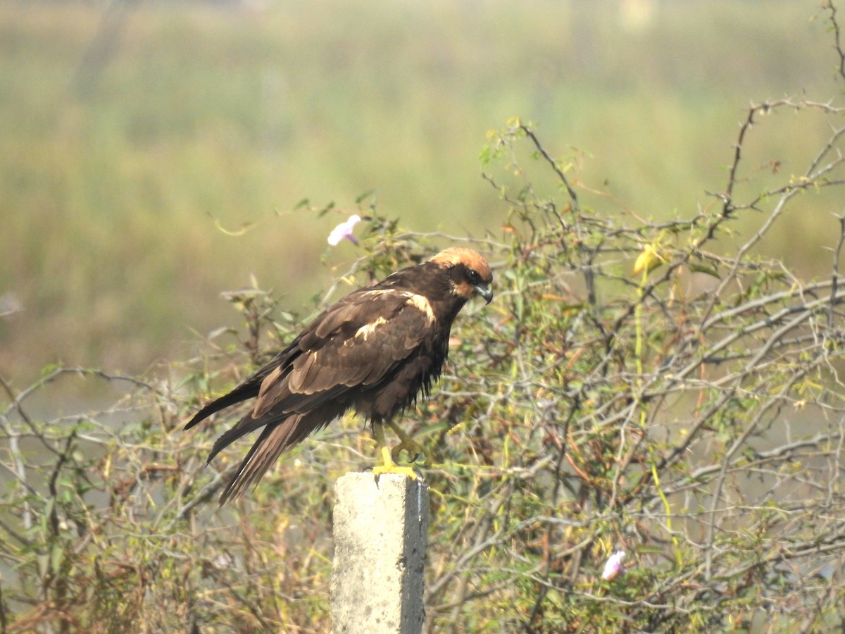 Western Marsh Harrier - ML647216661