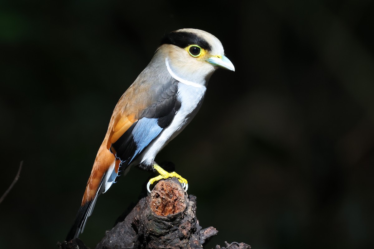 Silver-breasted Broadbill - ML647216667