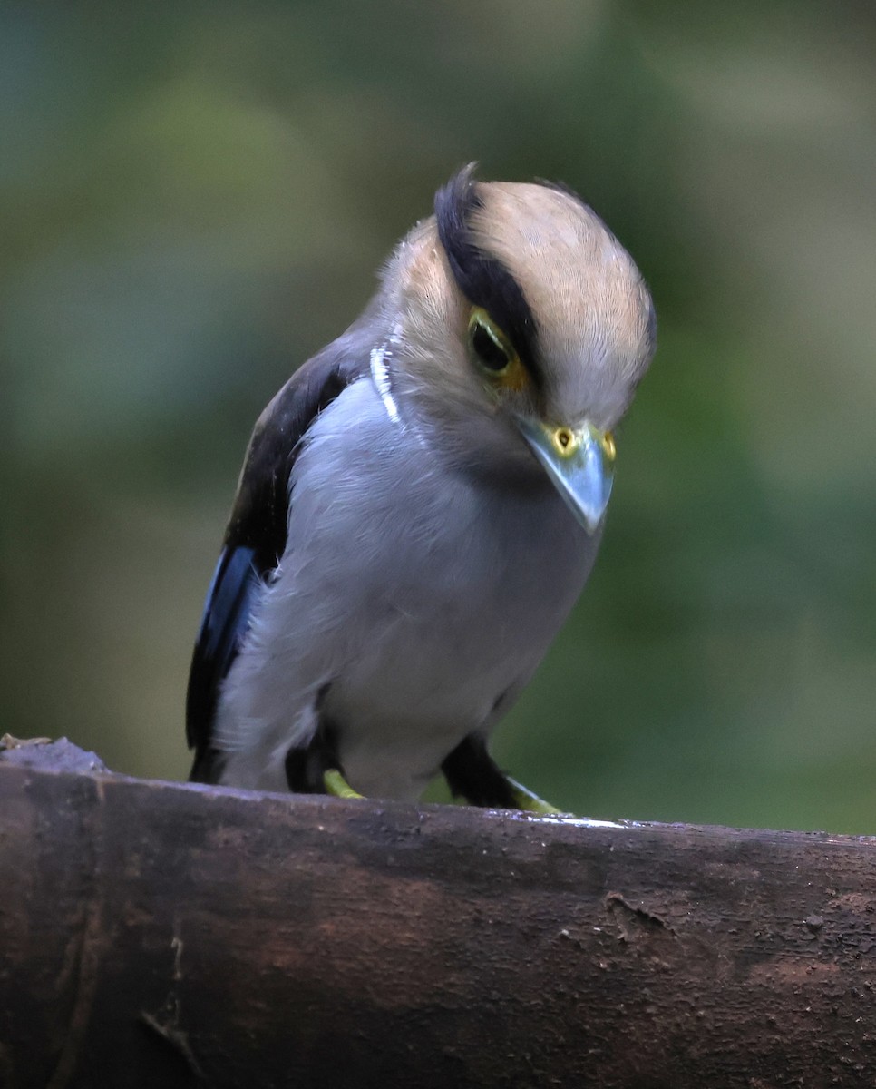 Silver-breasted Broadbill - ML647216668