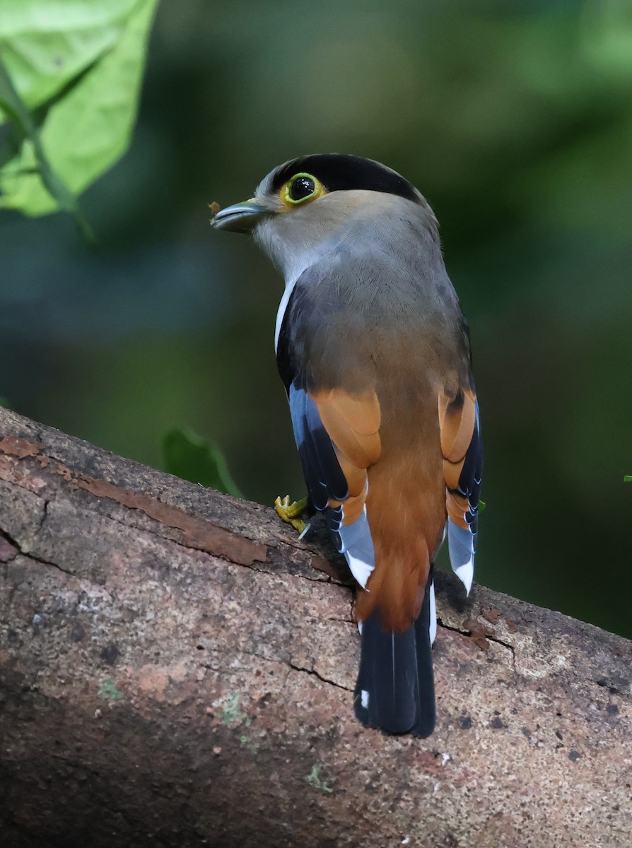 Silver-breasted Broadbill - ML647216670