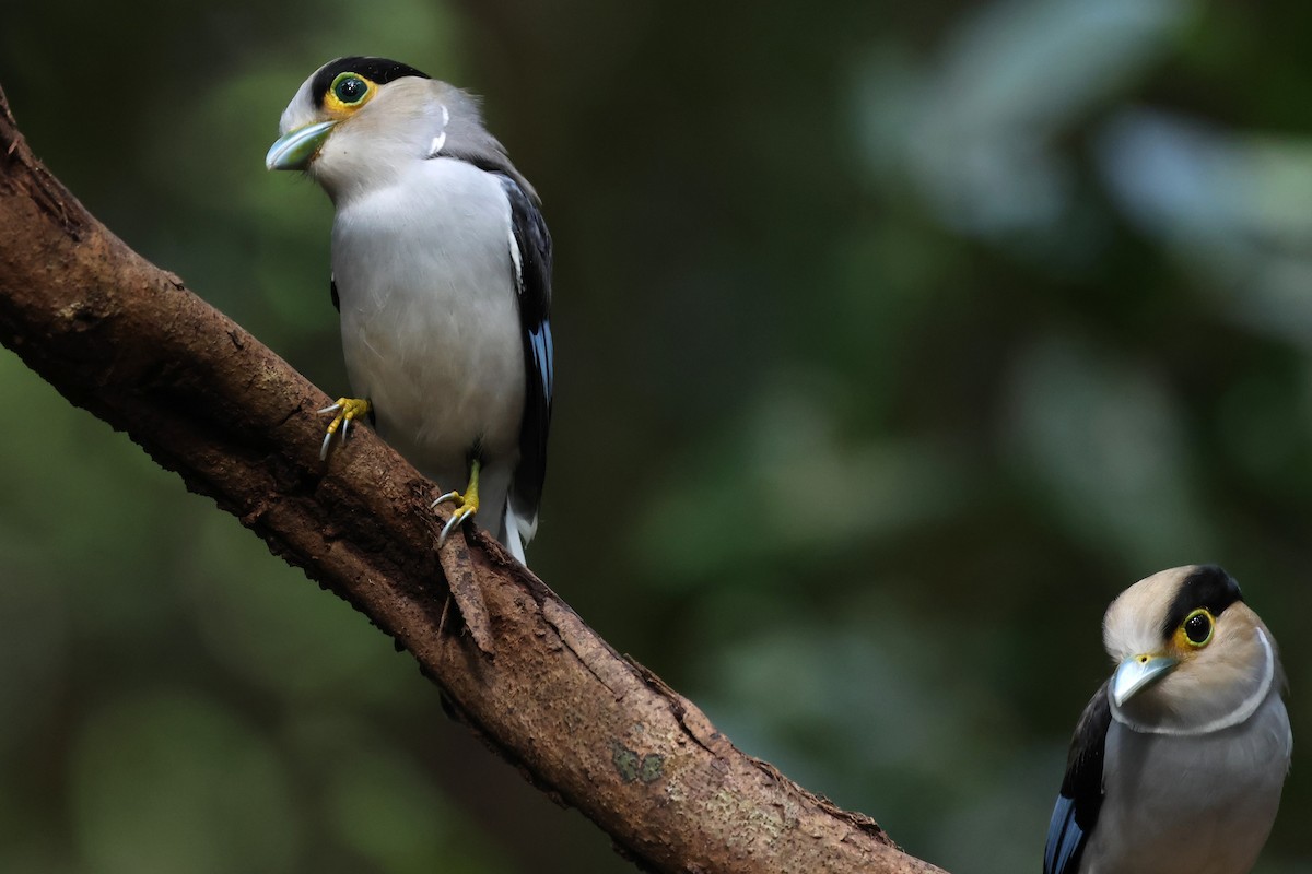 Silver-breasted Broadbill - ML647216671