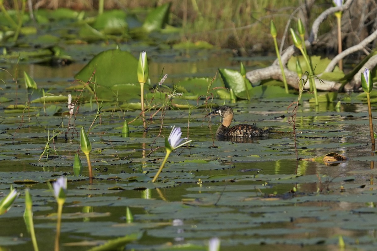 White-backed Duck - ML647216674