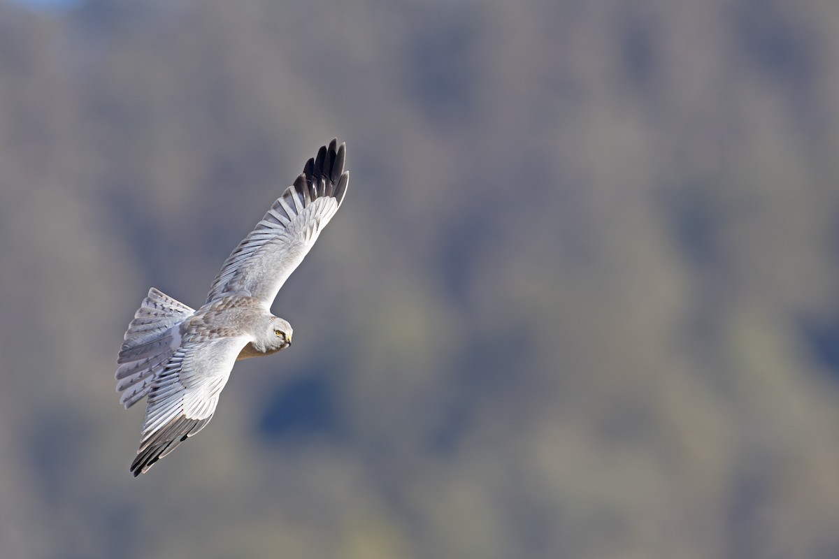 Hen Harrier - ML647216676