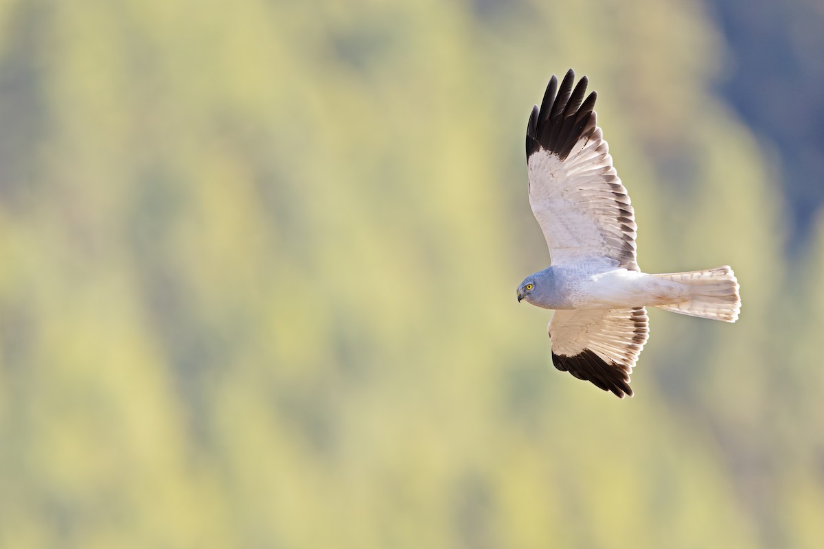 Hen Harrier - ML647216677