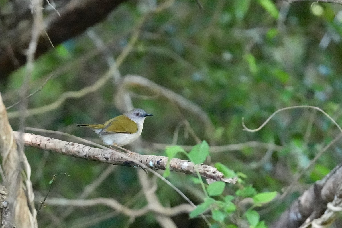 Green-backed Camaroptera - ML647216678
