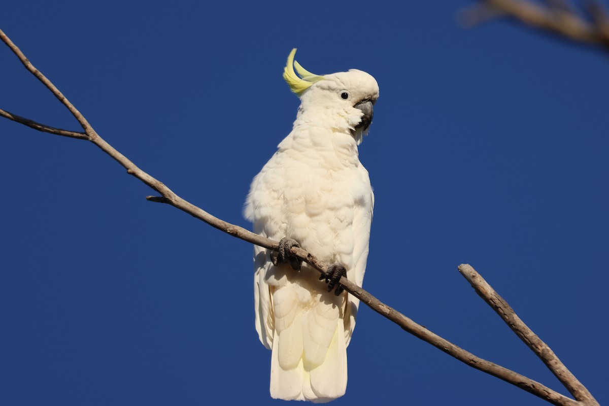 Sulphur-crested Cockatoo - ML647216683