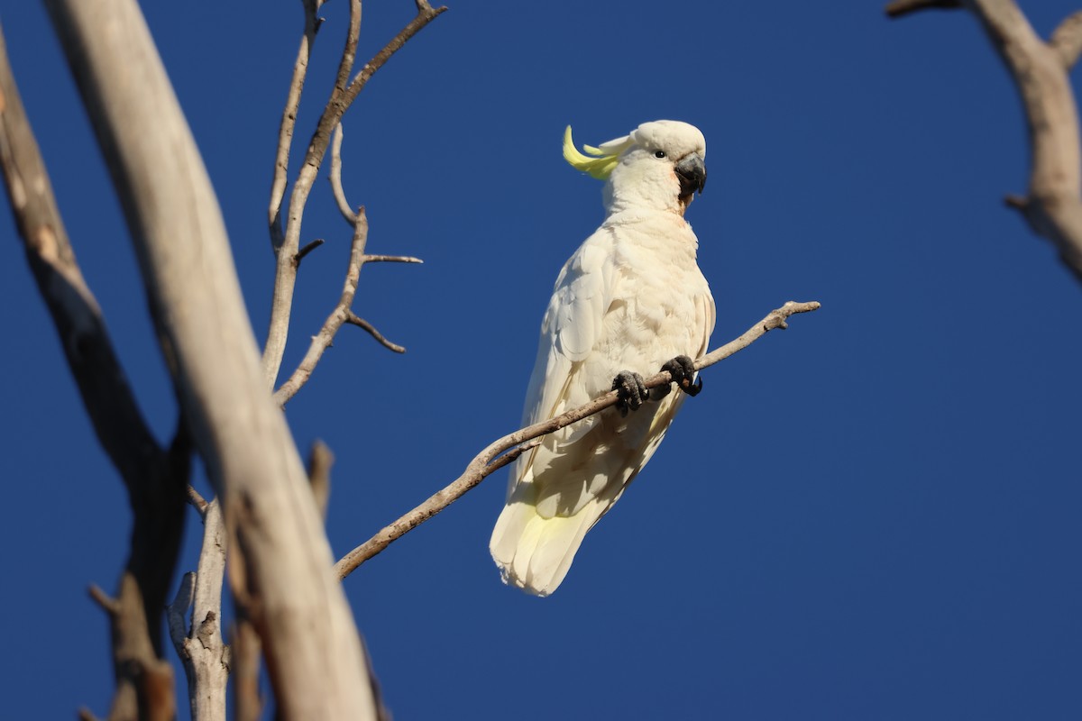 Sulphur-crested Cockatoo - ML647216684