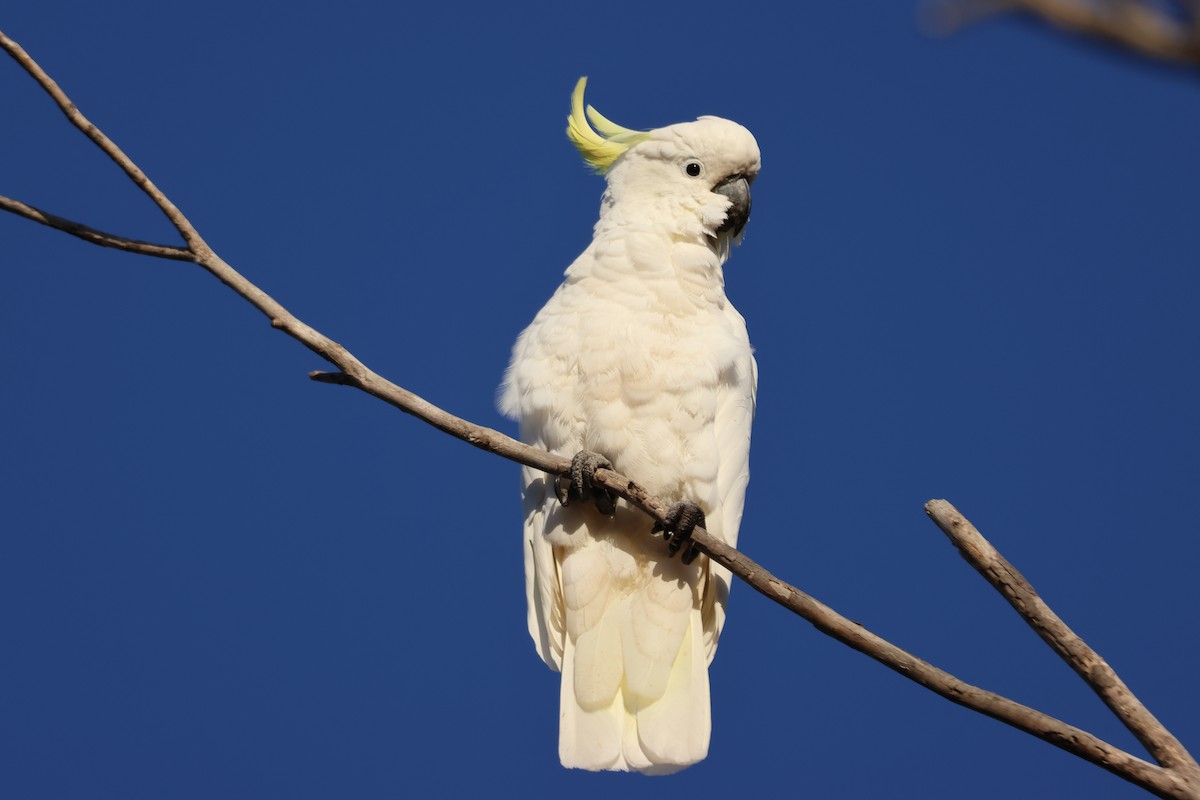 Sulphur-crested Cockatoo - ML647216685