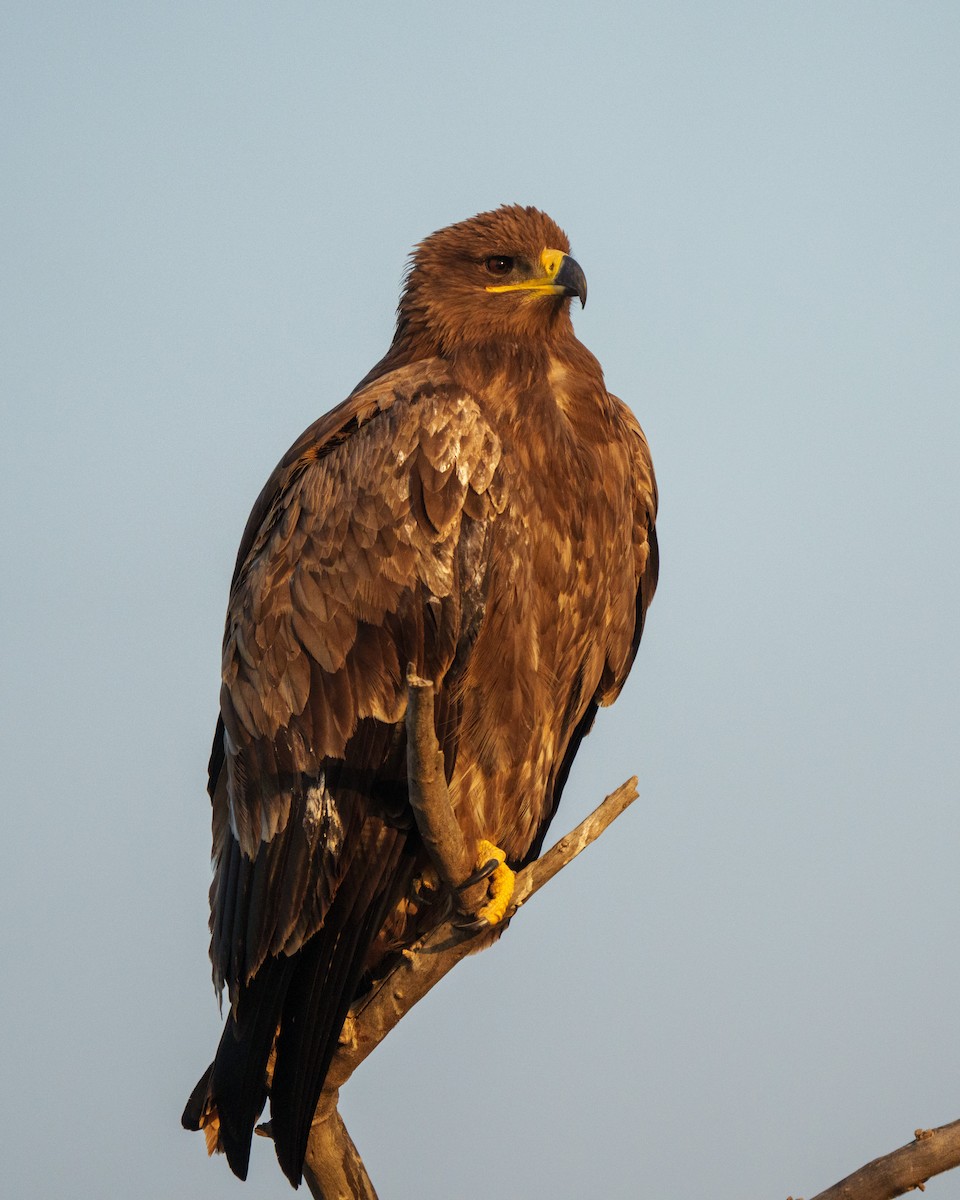 Steppe Eagle - ML647216686