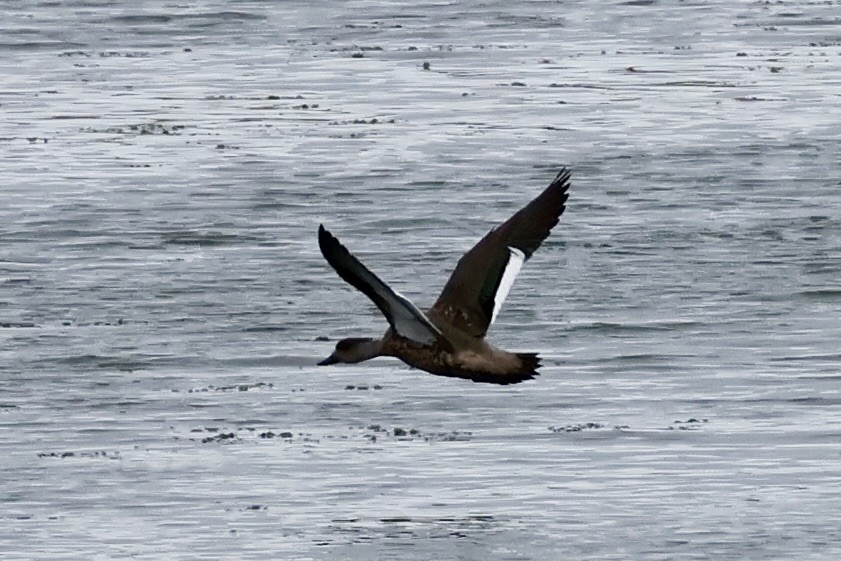 duskand - ML647216695