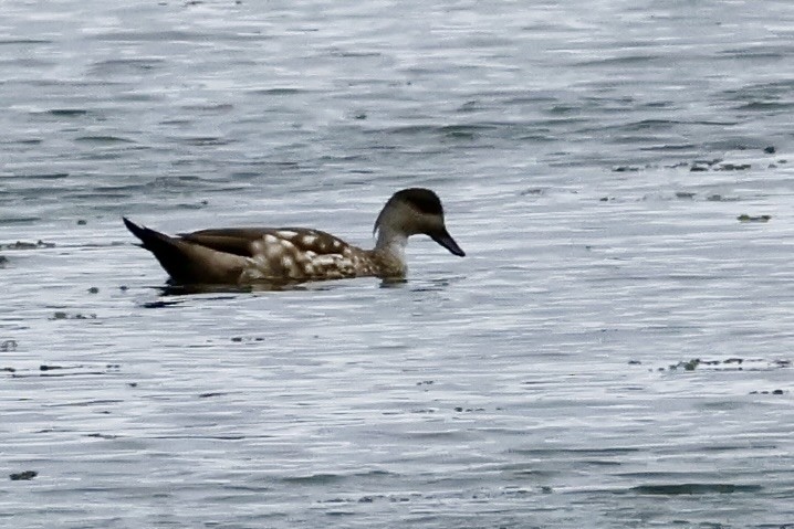 duskand - ML647216696