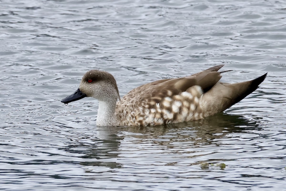 duskand - ML647216698