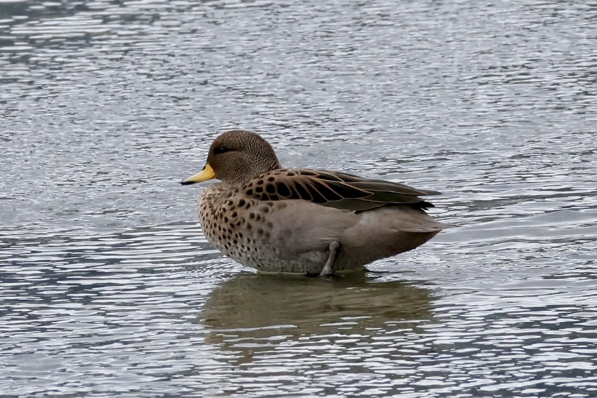 Yellow-billed Teal - ML647216701