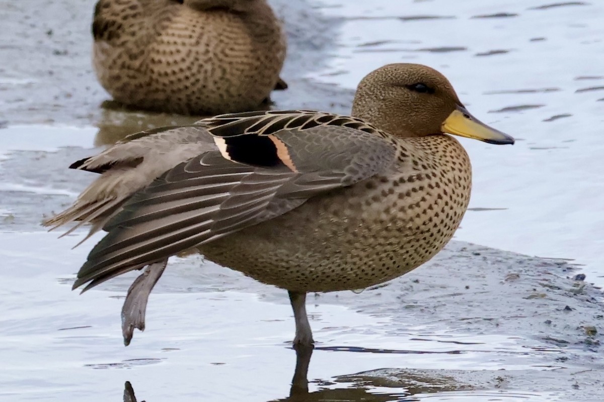 Yellow-billed Teal - ML647216702