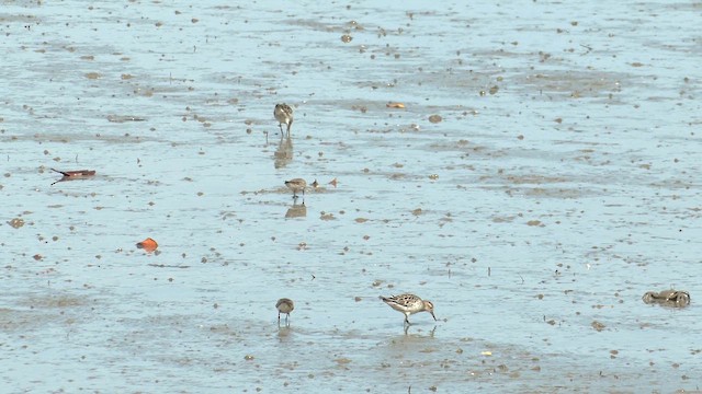 Correlimos Acuminado - ML647216703