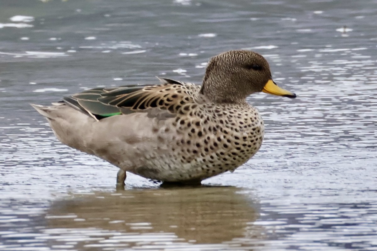 Yellow-billed Teal - ML647216707