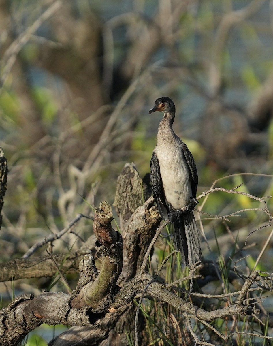 アフリカコビトウ - ML647216714