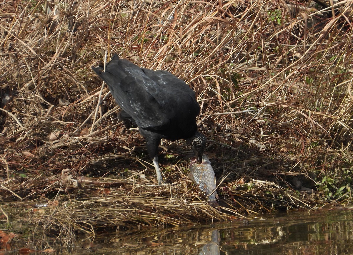 Чёрная катарта - ML647216715