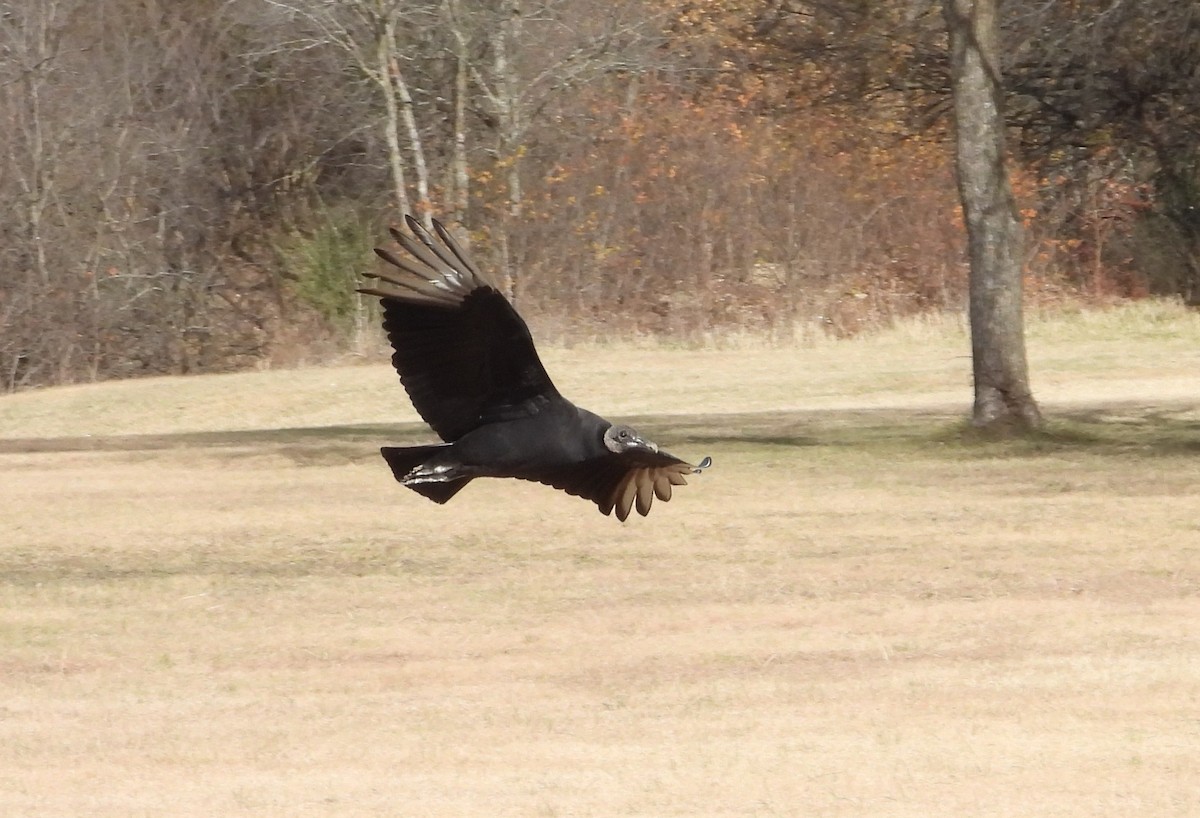 Чёрная катарта - ML647216717