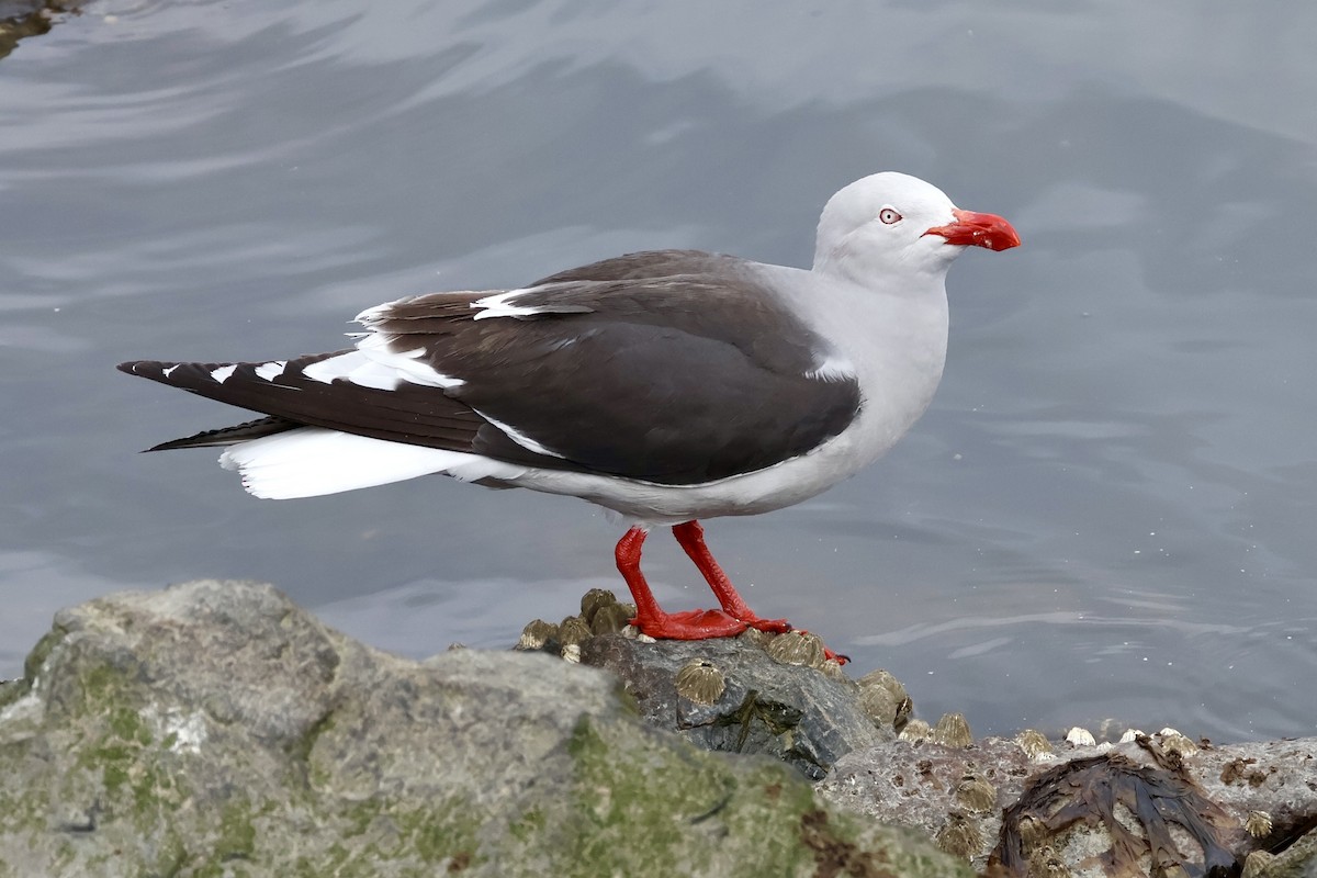 Dolphin Gull - ML647216719