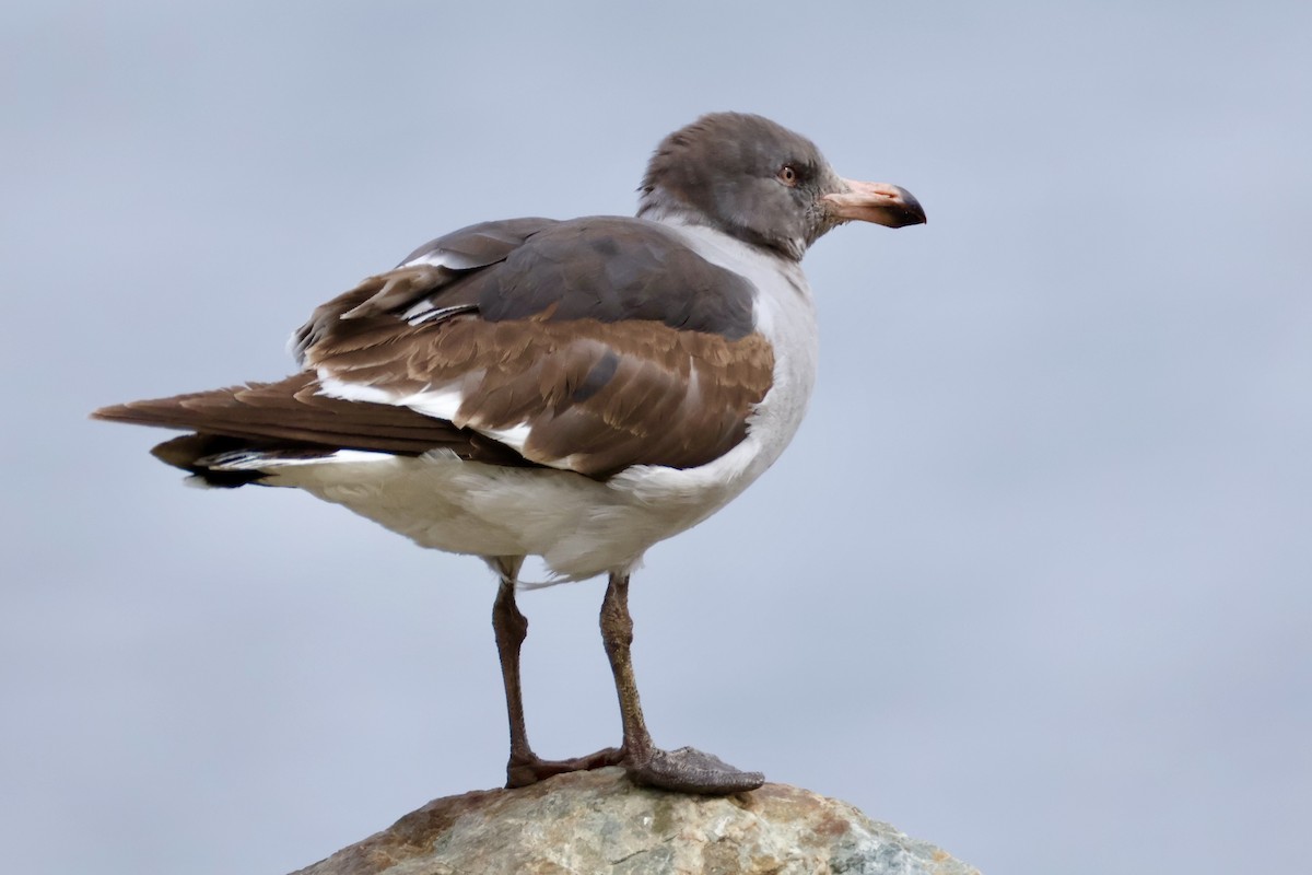 Dolphin Gull - ML647216720