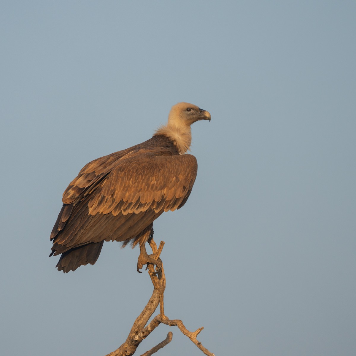 Eurasian Griffon - ML647216721