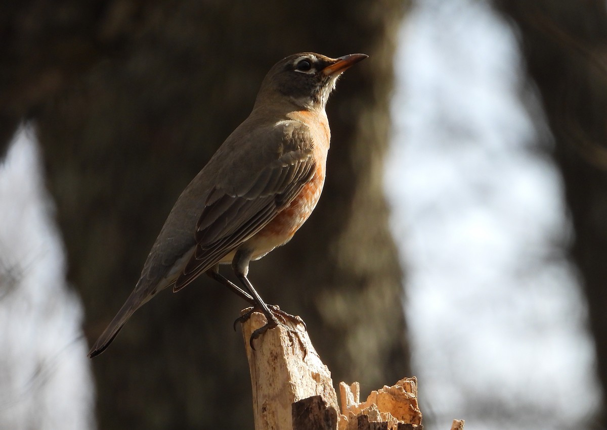 American Robin - ML647216722