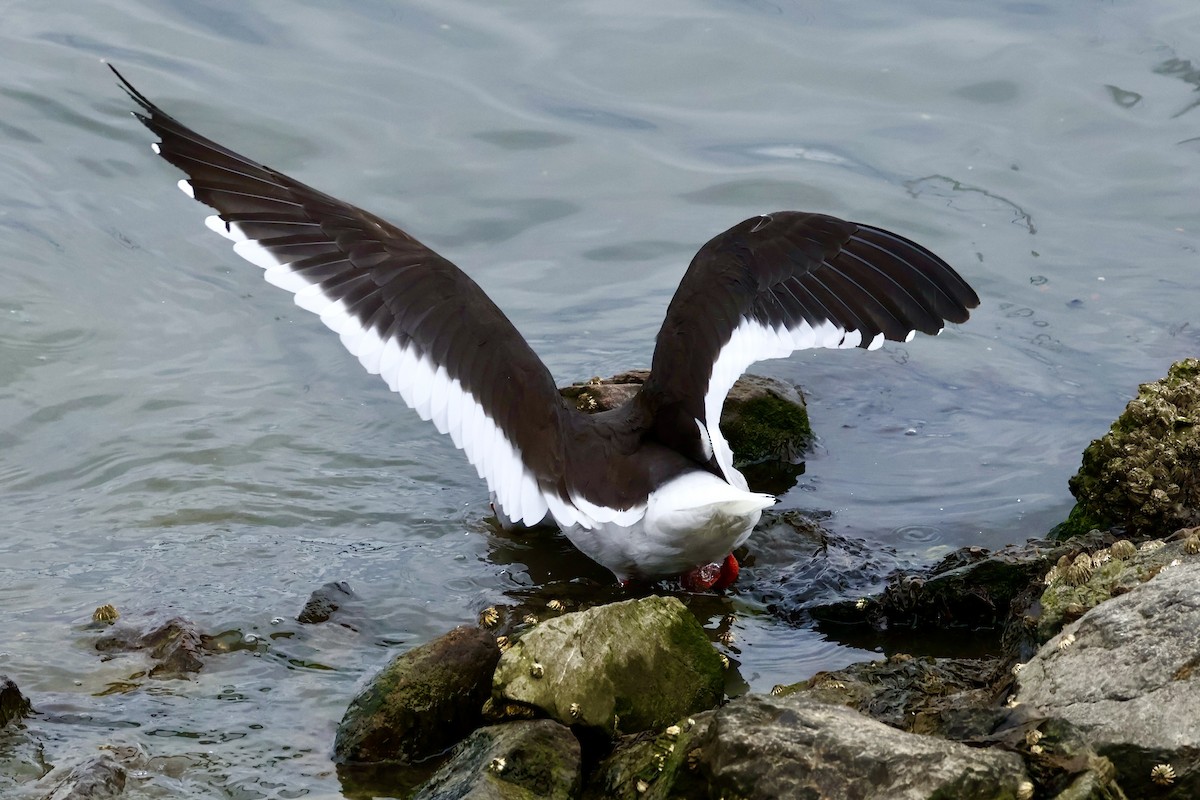 Dolphin Gull - ML647216723