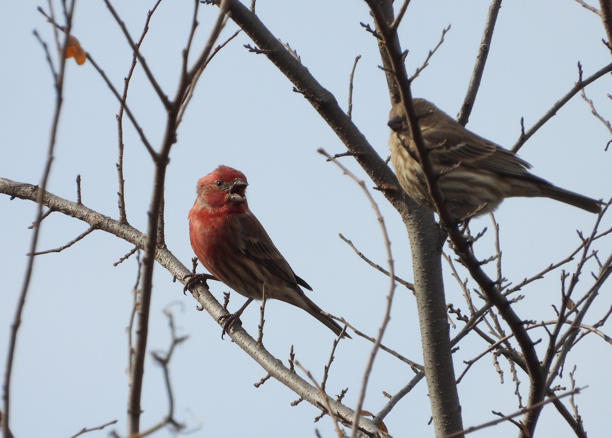 House Finch - ML647216737