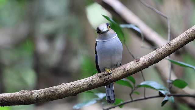 Eurilaimo Pechoplata - ML647216742