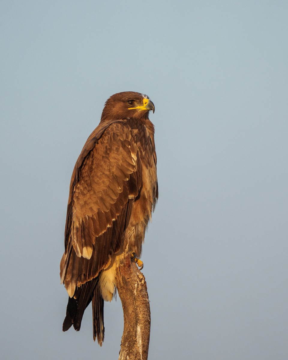 Steppe Eagle - ML647216749