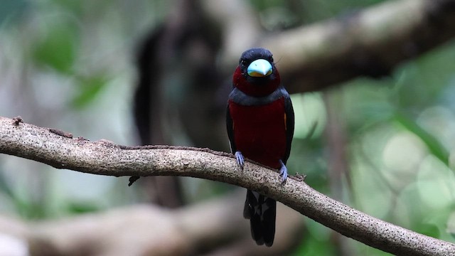 Eurilaimo Rojinegro - ML647216755