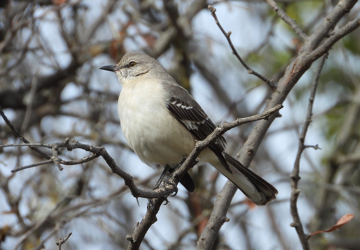Northern Mockingbird - ML647216760