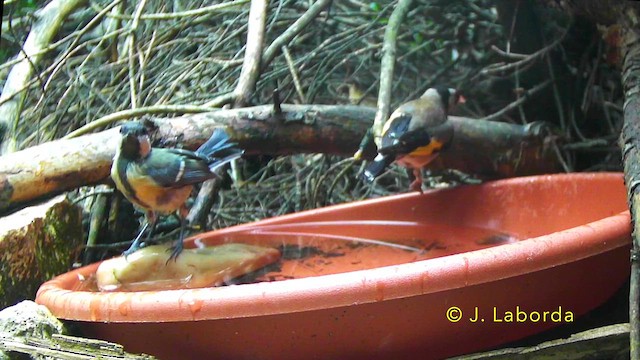 Carbonero Común - ML647216762