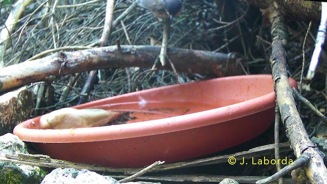 Curruca Mirlona Occidental - ML647216764