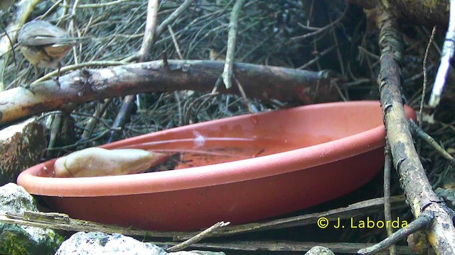 Curruca Mirlona Occidental - ML647216766