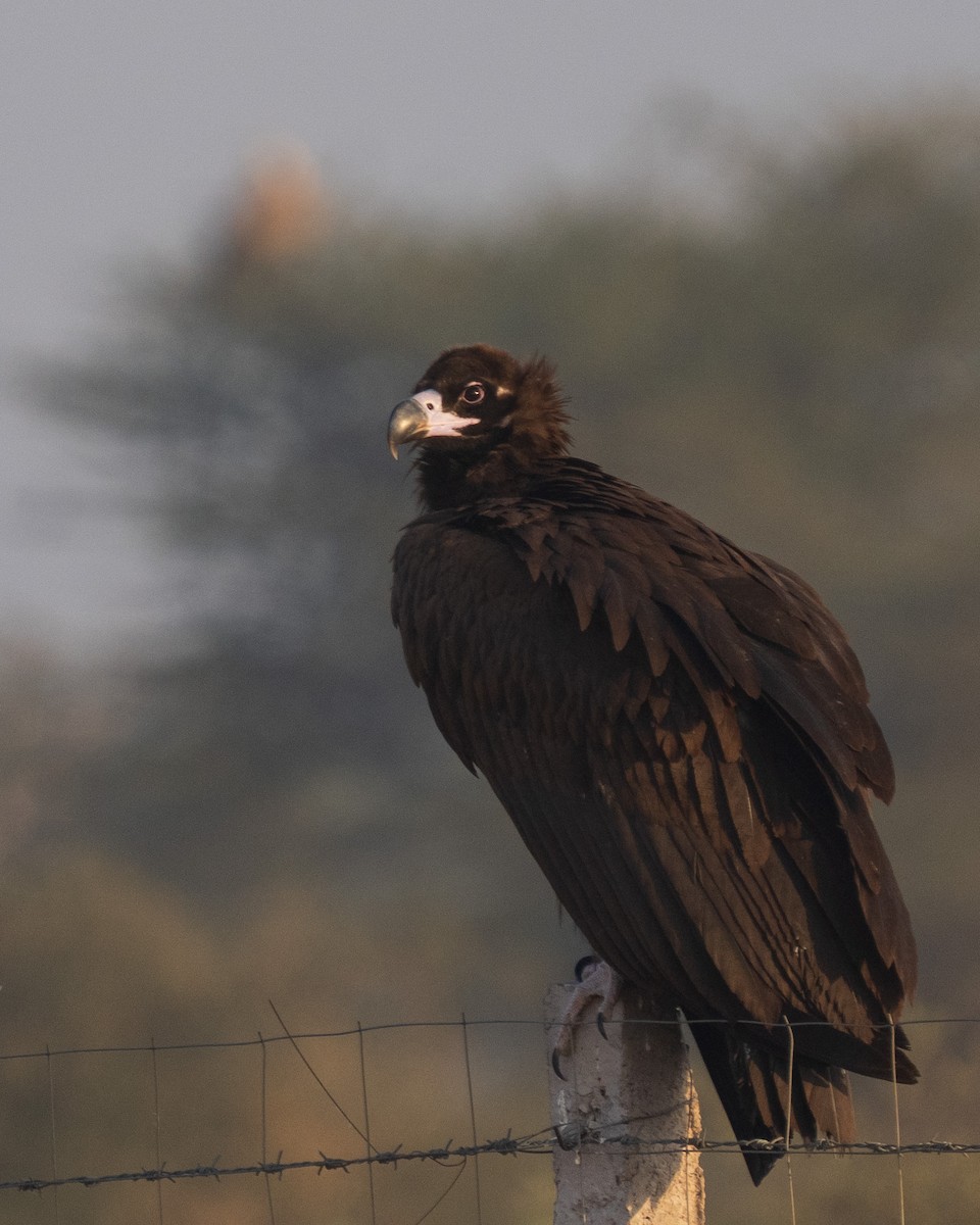 クロハゲワシ - ML647216767