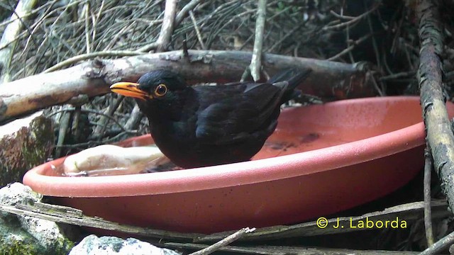 Mirlo Común - ML647216770