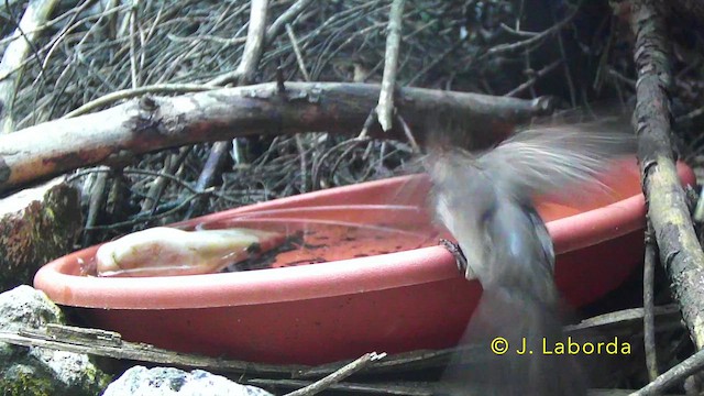 Papamoscas Gris - ML647216771