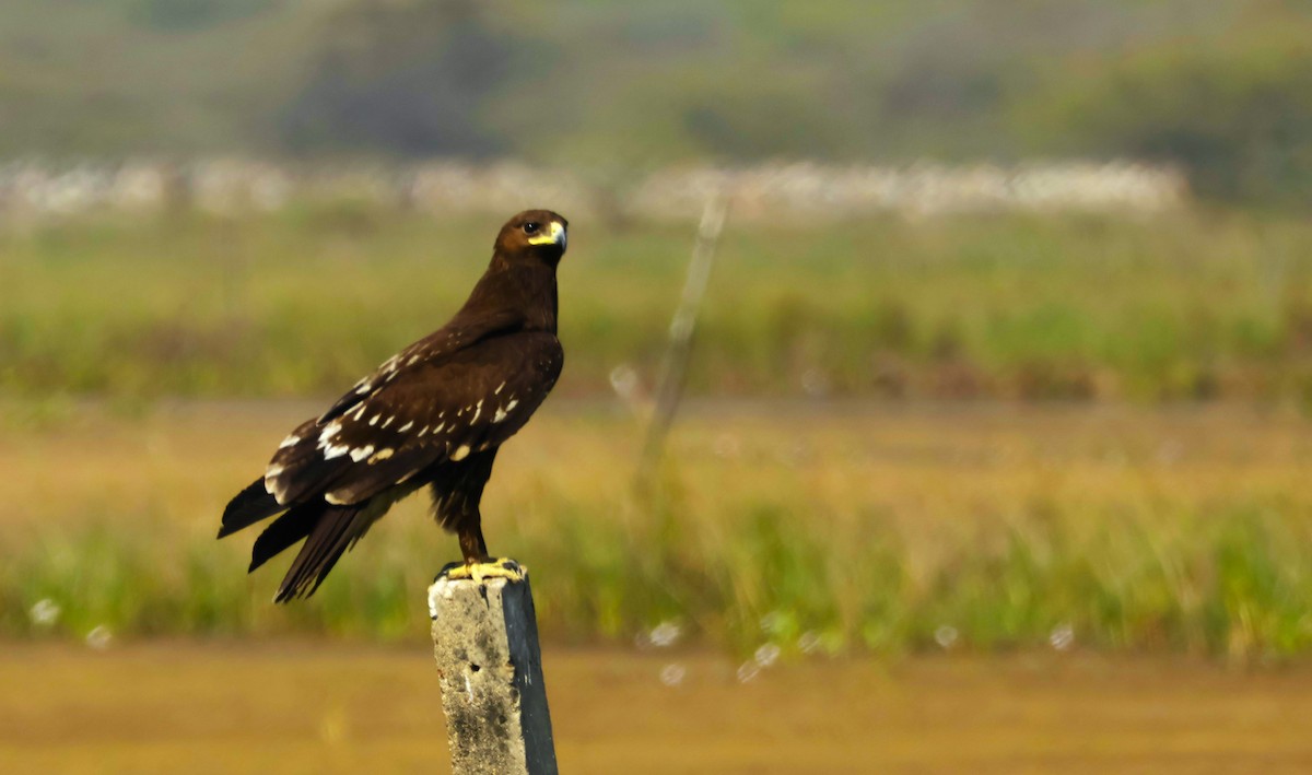 Indian/Greater Spotted Eagle - ML647216772