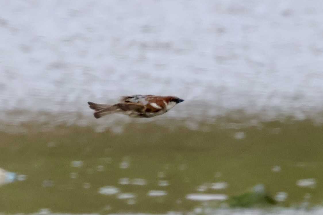 דרור הבית - ML647216773